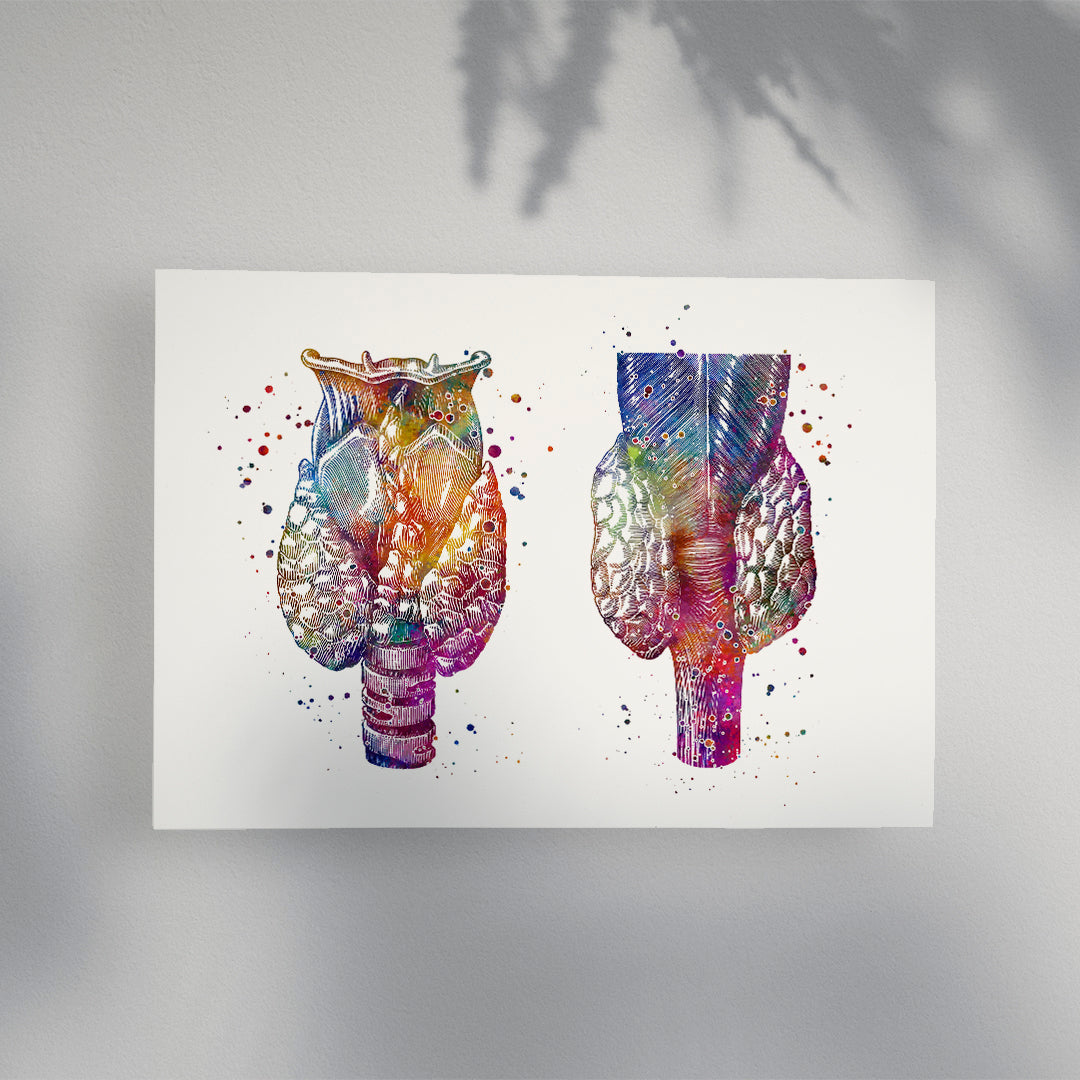 Thyroid Gland Colorful Watercolor Anatomy Art Print