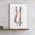 Human Spine Print Wall Art for Chiropractor Office