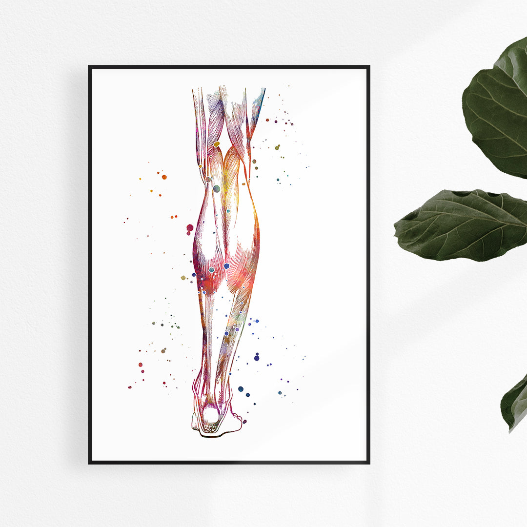 Muscles of the Lower Leg Anatomy Art Watercolor Print